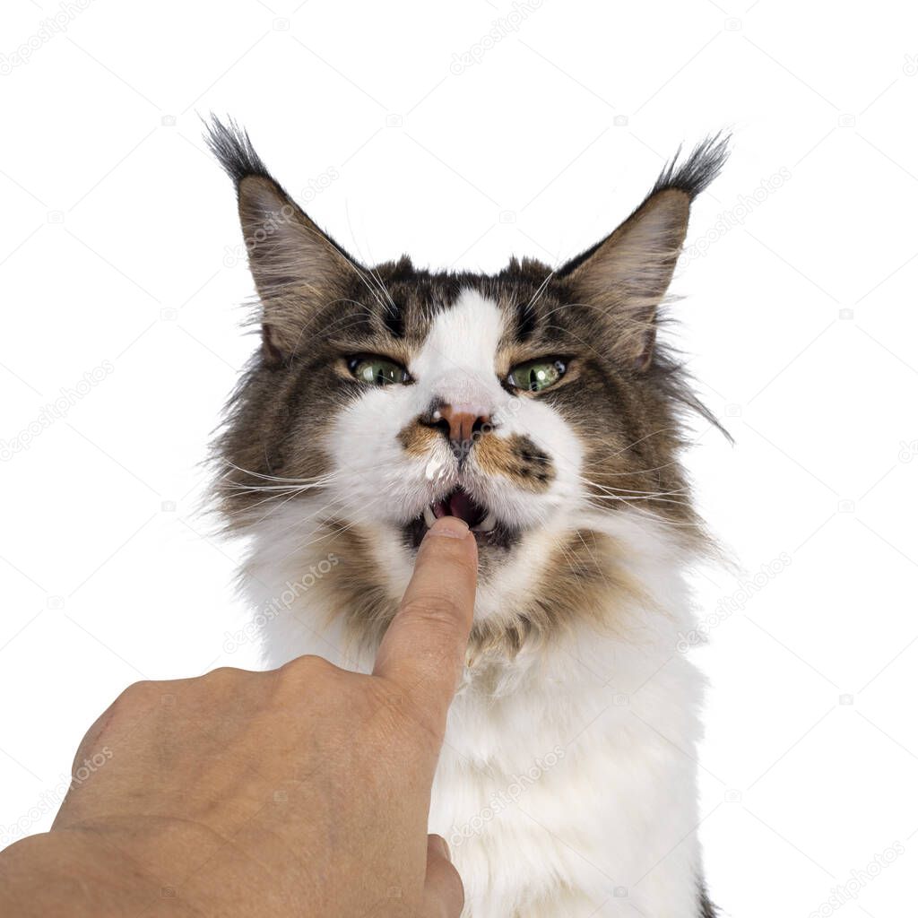Head shot of cute Maine Coon cat, sitting up and licking human vinger. Looking sneaky towards camera. Isolated on white background. Yoghurt on nose.