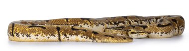 Yetişkin Bumblebee / Pastel Spider Ballpython namı diğer Python Rejim Yılanı. Beyaz arkaplanda izole.