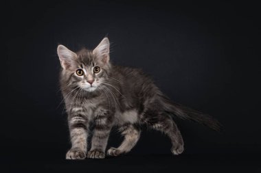 Yakışıklı mavi tekir kedicik Maine Rakun 'u lekeledi, yan yollarda yürüyor. Başı döndü ve kameranın yanına baktı. Siyah arkaplanda izole.