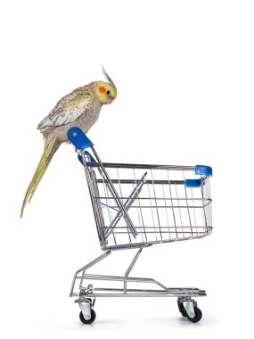 Dişi Cockatiel kuşu nam-ı diğer Nymphicus hollandicus mini alışveriş arabasının sapında yan yana oturuyor. Beyaz arkaplanda izole.