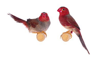 Beyaz karınlı çift Crimson Finch namı diğer Neochmia phaeton evangelinae kuşları. Ahşap dalda oturuyor. Beyaz arkaplanda izole.
