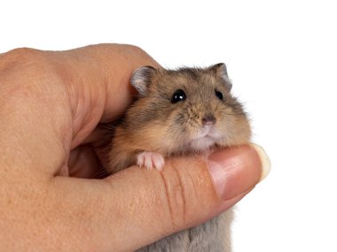 İnsan elinde tutulan sevimli bebek hamster. Kameraya doğru bakıyorum. Beyaz arkaplanda izole.