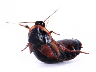 Arjantin tahta hamamböceği nam-ı diğer Blaptica dubia, beyaz arka planda izole edilmiş..