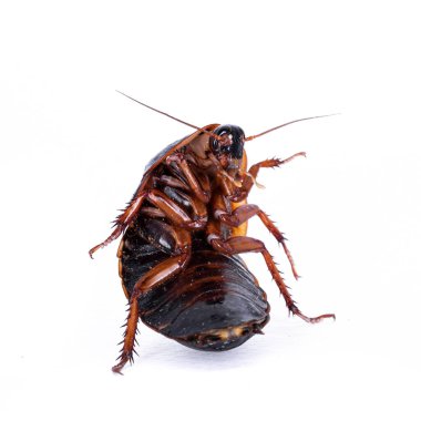 Arjantin tahta hamamböceği nam-ı diğer Blaptica dubia, beyaz arka planda izole edilmiş..
