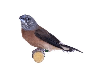 Gri saçlı gümüş gagalı, namı diğer Lonchura Griseicapilla. Beyaz arkaplanda izole.