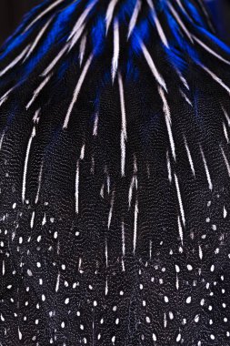 Tüylerinin tam kare makro görüntüsü diğer adıyla yetişkin Vulturine guineafowl diğer adıyla Acryllium Vulturinum kuşu. Şaşırtıcı ayrıntılı desen ve renkler.