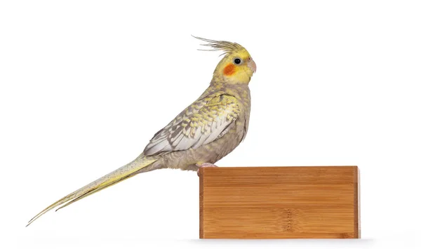 Mujer Cockatiel Bird Aka Nymphicus Hollandicus Sentada Lado Borde Caja —  Fotos de Stock