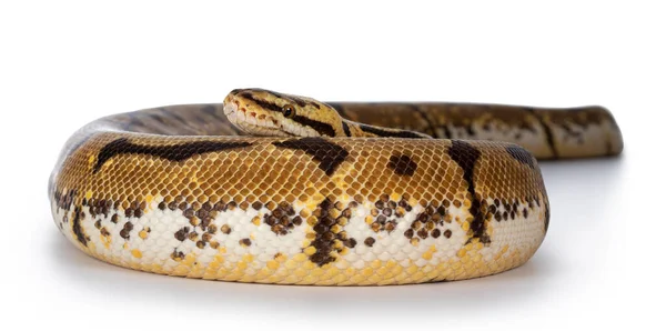 Erwachsene Hummel Pastell Spider Ballpython Aka Python Regius Snake Isoliert — Stockfoto