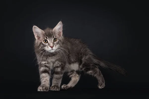 Guapo Azul Tabby Blotched Maine Coon Gato Gatito Caminar Lado — Foto de Stock