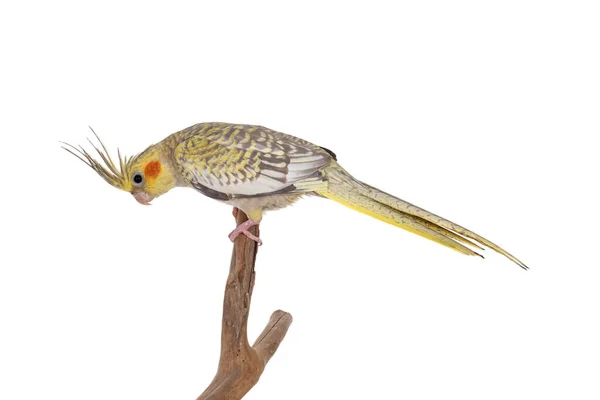 雌性科卡提尔鸟 亦称尼姆皮克斯鸟 Nymphicus Hollandicus 侧卧在木枝上 被白色背景隔离 振作点 — 图库照片