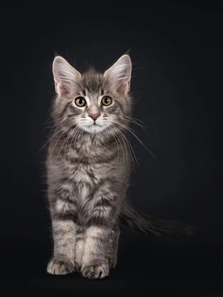 Handsome Blue Tabby Blotched Maine Coon Cat Kitten Standing Facing — Stock Photo, Image