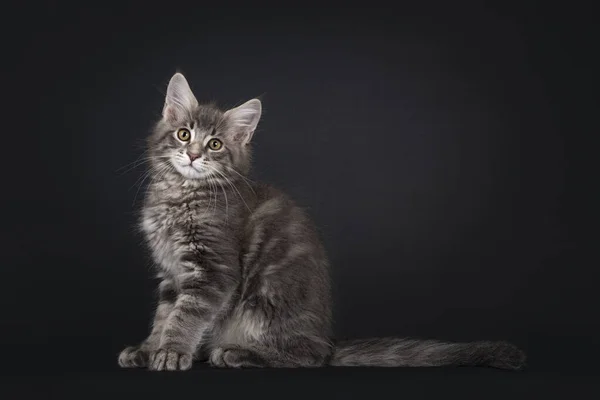 Schöne Blau Gestromte Maine Coon Katzenkätzchen Die Seitlich Aufsitzen Blickt — Stockfoto