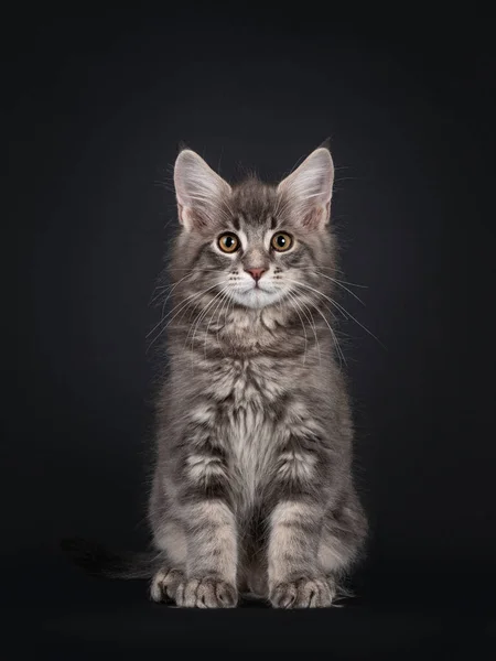 Schöne Blau Gestromte Maine Coon Katzenkätzchen Sitzend Nach Vorne Gerichtet — Stockfoto