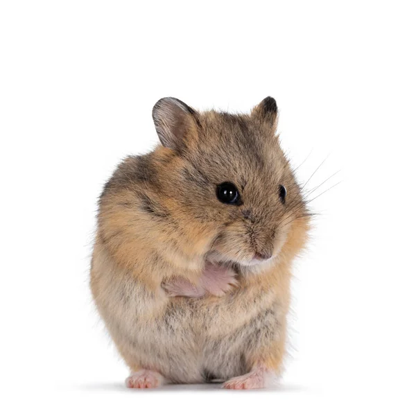 900+ ideias de Blueycapsules em 2023  cuidados hamster, gerbil, hamster  sírio