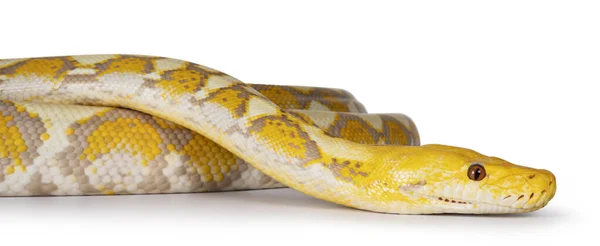 Lavender Albino Reticulated Python Aka Malayopython Reticulatus Snake Ізольовані Білому — стокове фото