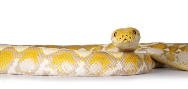 薰衣草白化了的蟒蛇 也叫马来亚响尾蛇 因白人背景而被隔离 — 图库照片