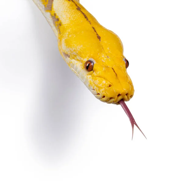 Snímek Hlavy Levandule Albino Reticulated Python Alias Malayopython Reticulatus Snake — Stock fotografie