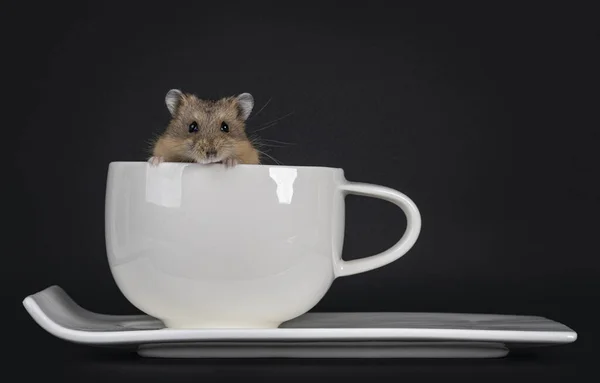 Χαριτωμένο Μικρό Καφέ Χάμστερ Κάθεται Λευκό Κεραμικό Κύπελλο Και Πιατάκι — Φωτογραφία Αρχείου