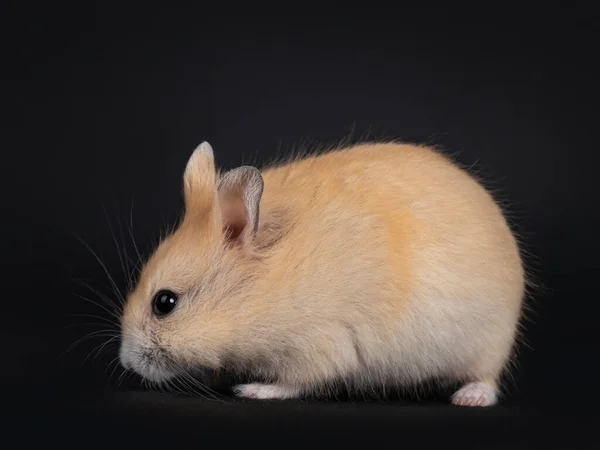 Sidovy Över Röd Kvinnlig Babyhamster Isolerad Svart Bakgrund — Stockfoto