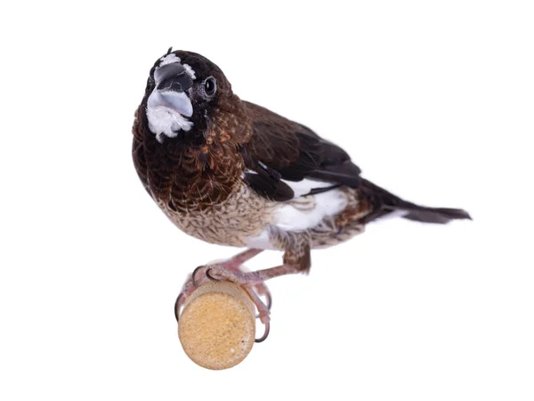 Brown Society Finch Alias Lonchura Domesticus Sentado Una Rama Madera — Foto de Stock