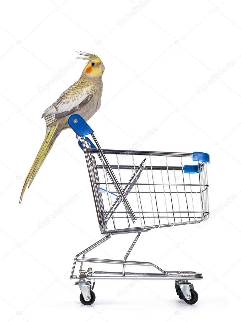 Female Cockatiel bird aka Nymphicus hollandicus, sitting side ways on handle of mini shopping cart. Isolated on white background.