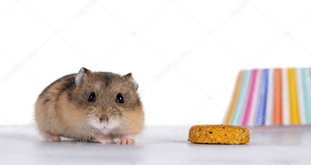 Cute baby hamster standing beside treat and colorful cupcake paper. Looking towards camera. isolated on white background.