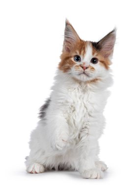 Güzel, tuhaf gözlü Rakun kedi yavrusu. Bir pençesi havada ön tarafta oturuyor. Beyaz arkaplanda izole.