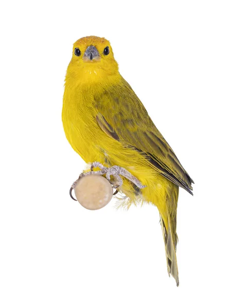 Hombre Yellow Fronted Canary Aka Crithagra Mozambica Bird Aislado Sobre —  Fotos de Stock