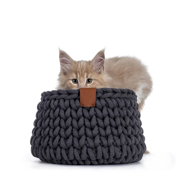 Fluffy Creme White Maine Coon Cat Kitten Hiding Grey Knitted — Stock Photo, Image