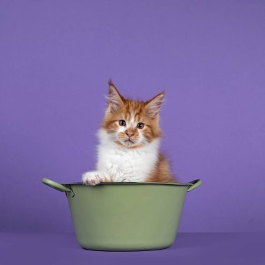 Yeşil çamaşır küvetinde oturan beyaz Maine Rakun kedisiyle sevimli kırmızı kedi. Kameraya doğru bakıyorum. Mor bir arka planda izole edilmiş..