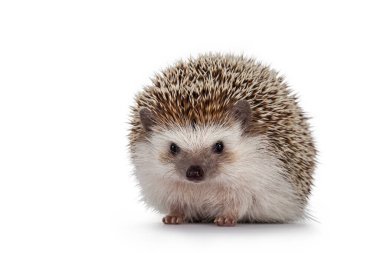 Adult male Four toed Hedgehog aka Atelerix albiventris. Sitting facing front. Isolated on a white background. clipart