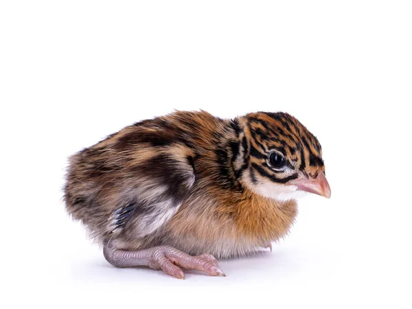 Týden Starý Vulturine Guineafowl Alias Acryllium Vulturinum Bird Izolováno Bílém — Stock fotografie