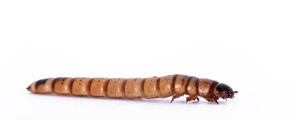 Side view of Morio worm aka Zophobas morio, isolated on a white background.