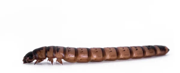 Side View Morio Worm Aka Zophobas Morio Isolated White Background — Stock Photo, Image