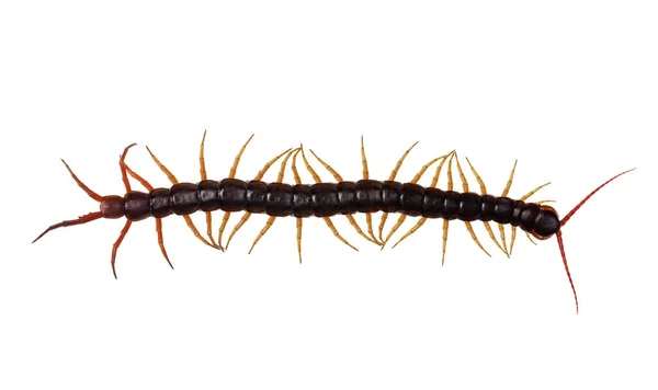 중국의 Scolopendra Subspinipes Cirans 스콜프라 Scolopendra 불린다 배경에 고립되어 있습니다 — 스톡 사진