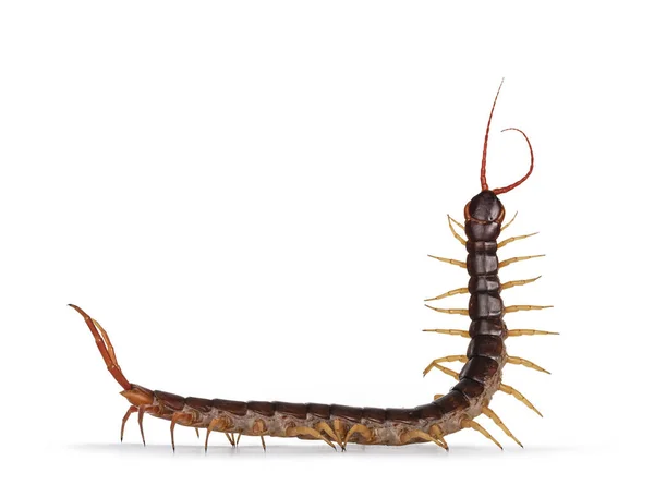 Adult Chinese Red Headed Centipede Aka Scolopendra Subspinipes Mutilans Isolated — Stock Photo, Image