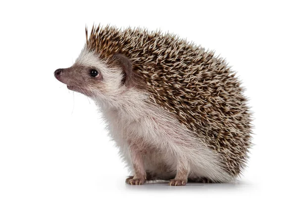 Homem Adulto Quatro Dedos Hedgehog Aka Atelerix Albiventris Sentado Lado — Fotografia de Stock