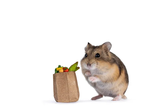 Leuke Dwerghamster Met Kleine Zakje Gevuld Met Groenten Poppenhuisgrootte Kijkend — Stockfoto