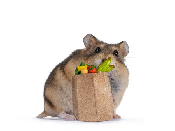 Hámster Enano Lindo Con Bolsa Diminuta Presentada Con Verduras Tamaño —  Fotos de Stock