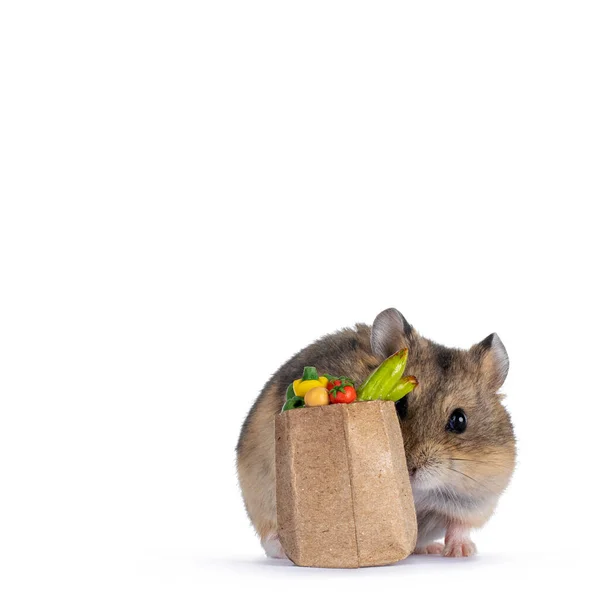 Hamster Nain Mignon Avec Minuscule Sac Rempli Légumes Taille Dollhouse — Photo