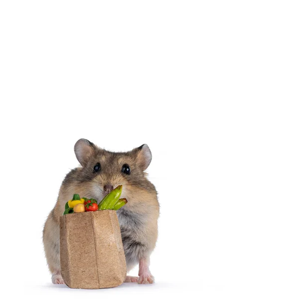 Hámster Enano Lindo Con Bolsa Diminuta Presentada Con Verduras Tamaño —  Fotos de Stock