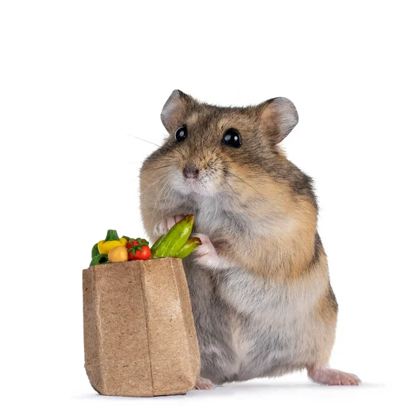 Hamster Nain Mignon Avec Minuscule Sac Rempli Légumes Taille Dollhouse — Photo