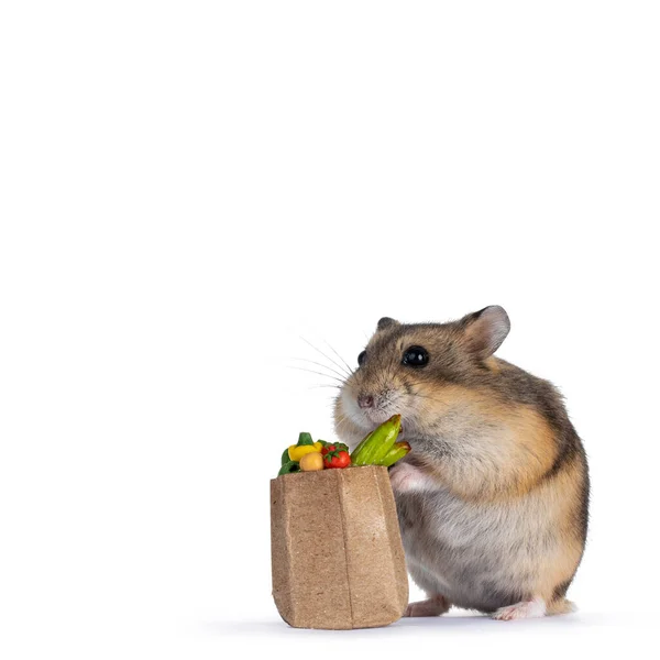 Hámster Enano Lindo Con Bolsa Diminuta Presentada Con Verduras Tamaño —  Fotos de Stock