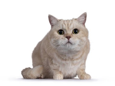 Tatlı utangaç İngiliz Shorthair kedisi, yüz üstü yere yatıyordu. Kameraya doğru bakıyorum. Beyaz arkaplanda izole.