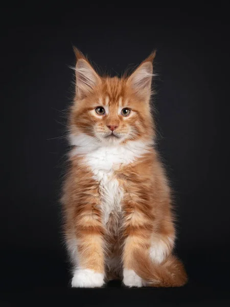 Snygg Röd Med Vit Maine Coon Katt Kattunge Sittande Vänd — Stockfoto
