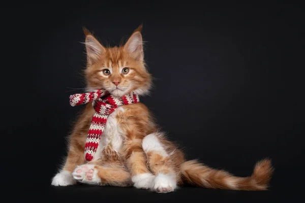 Handsome Red White Maine Coon Cat Kitten Sitting Wearing Knitted — Stock Photo, Image