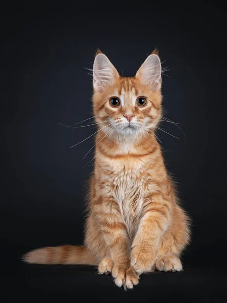 Симпатичный Красный Котенок Сидящий Лицом Лицу Одной Лапой Играющей Воздухе — стоковое фото