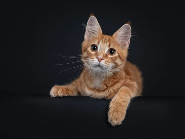 Cute Red Outcross Maine Coon Cat Kitten Laying Facing Front — Stock Photo, Image