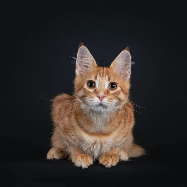 Cute Red Outcross Maine Coon Cat Kitten Laying Facing Front — Stock Photo, Image