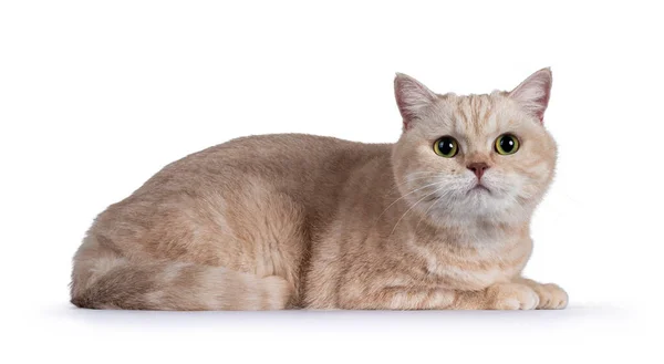 Słodka Nieśmiała Śmietanka British Shorthair Cat Układająca Boczne Drogi Patrzę — Zdjęcie stockowe